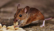 24 Hour & Emergency Exterminators in Mt Airy, NC
